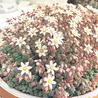 セダムの花のインテリア実例 Roomclip ルームクリップ