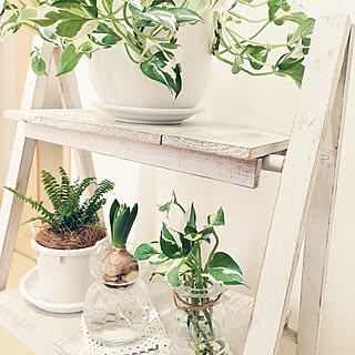 水耕栽培 シダ植物のおしゃれなアレンジ 飾り方のインテリア実例 Roomclip ルームクリップ