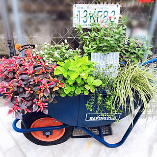 一輪車寄せ植えのインテリア実例 Roomclip ルームクリップ
