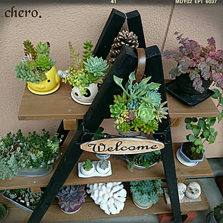 ダイソー ミニ盆栽のインテリア実例 Roomclip ルームクリップ