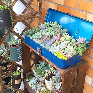 工具箱に寄せ植えのインテリア実例 Roomclip ルームクリップ 工具箱に寄せ植えのインテリア実例 Roomclip ルームクリップ