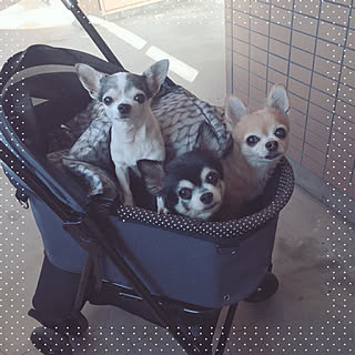 ペットカートのインテリア実例 Roomclip ルームクリップ