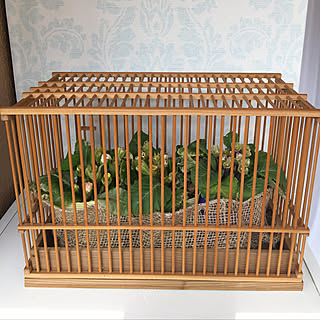 玄関/入り口/2018.2.24/とにかく咲いてちょうだい!/ヒヨとの仁義なき闘い/鳥かご...などのインテリア実例 - 2018-02-24 21:33:08