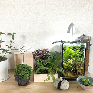 観葉植物/魚と緑/アクアリウム/賃貸でも楽しく♪/積水ハウス...などのインテリア実例 - 2019-04-11 15:54:58