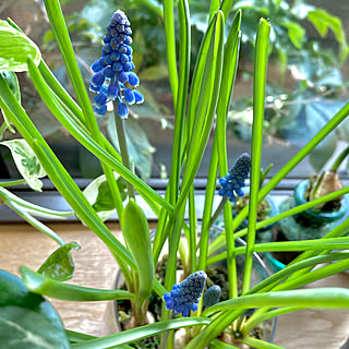 花のある暮らし ムスカリ水栽培のインテリア実例 Roomclip ルームクリップ