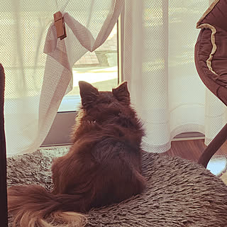 まったり/犬/いぬと暮らす/チワワ/リビングのインテリア実例 - 2019-11-15 09:52:51