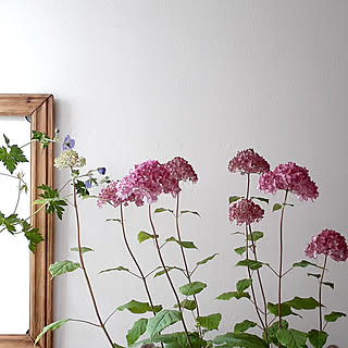 挿し木 ピンクアナベルのインテリア実例 Roomclip ルームクリップ