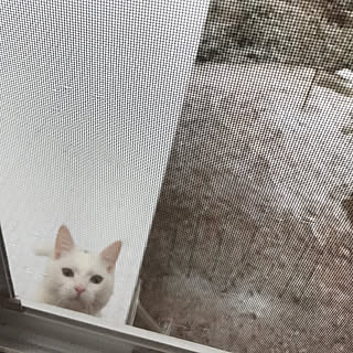 リビング/里山/2月22日/雪の里山/猫の日...などのインテリア実例 - 2018-02-22 07:05:34