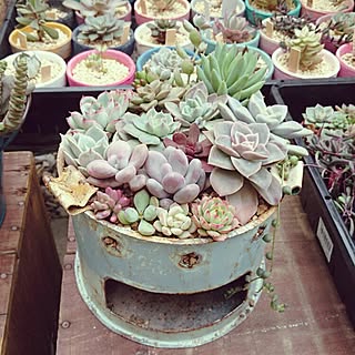 多肉植物 インスタグラム Harumin0702のおしゃれなアレンジ 飾り方のインテリア実例 Roomclip ルームクリップ 多肉植物 インスタグラム Harumin0702のおしゃれなアレンジ 飾り方のインテリア実例 Roomclip ルームクリップ