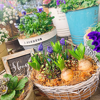 ムスカリの花のインテリア実例 Roomclip ルームクリップ ムスカリの花のインテリア実例 Roomclip ルームクリップ