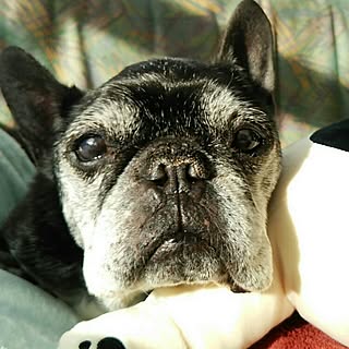 部屋全体/賃貸でも楽しく♪/愛犬と暮らす家/フレンチブルドック/おじいちゃんワンコU^ェ^U...などのインテリア実例 - 2017-01-23 14:16:54