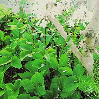 女性の、2LDK、家族住まいの「キッチン」についてのインテリア実例