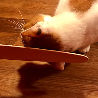 机/ねこじゃすりですりすりの11/2/新商品買ったよ!/ねこじゃすり/ねこ...などのインテリア実例 - 2018-11-02 06:34:48