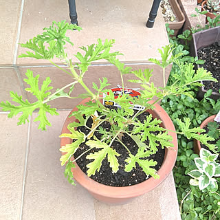 蚊よけのインテリア実例 Roomclip ルームクリップ