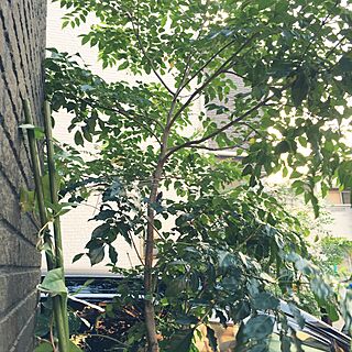 玄関/入り口/伸び散らかす木/花壇/シマトネリコの木/観葉植物のインテリア実例 - 2016-07-26 04:45:44