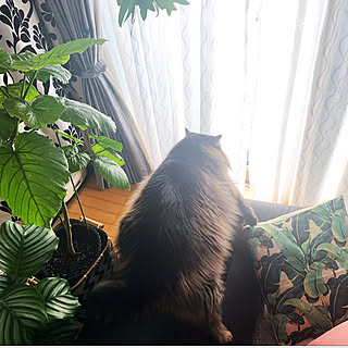 ウンベラータ カラテア オルビフォリアのおしゃれなアレンジ 飾り方のインテリア実例 Roomclip ルームクリップ