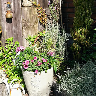 部屋全体/寄せ植え♥️/庭/庭の入り口/小さい庭/小庭...などのインテリア実例 - 2019-06-03 22:41:46