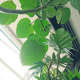 リビング/白のインテリア/グリーンのある暮らし/シンプルライフ/エアコン無しでは生きられないです...などのインテリア実例 - 2017-07-27 14:24:03
