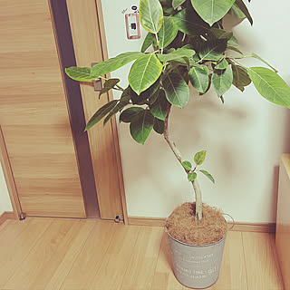 観葉植物 ココヤシファイバーのインテリア実例 Roomclip ルームクリップ