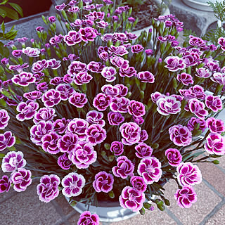 ダイアンサスピンクキッスのインテリア実例 Roomclip ルームクリップ ダイアンサスピンクキッスのインテリア実例 Roomclip ルームクリップ