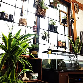 棚 ジュエルオーキッドのインテリア実例 Roomclip ルームクリップ 棚 ジュエルオーキッドのインテリア実例 Roomclip ルームクリップ