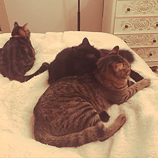 リビング/ねこが好き/ねこのいる風景/ねこと暮らす/狭い&暗い...などのインテリア実例 - 2018-10-30 09:51:58