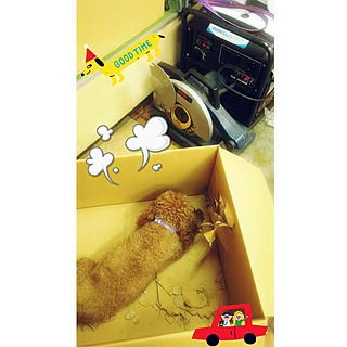 玄関/入り口/心配性に花粉症/築50年以上/イイネ.コメありがとうございます/チェリーくん...などのインテリア実例 - 2016-08-27 09:18:54