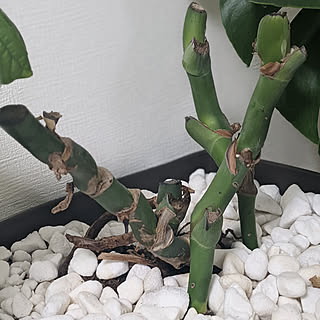 モンステラ成長記録のインテリア実例 Roomclip ルームクリップ