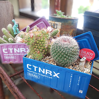 サボテン ガチャガチャのインテリア実例 Roomclip ルームクリップ