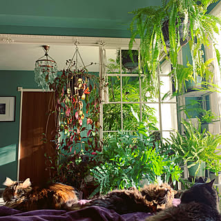 観葉植物 色壁紙のインテリア実例 Roomclip ルームクリップ