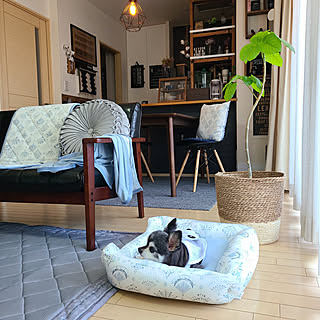 ペットベッド ニトリデコホームのインテリア実例 Roomclip ルームクリップ ペットベッド ニトリデコホームのインテリア実例 Roomclip ルームクリップ