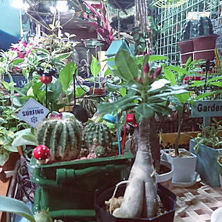 砂漠の薔薇アデニウムのインテリア実例 Roomclip ルームクリップ