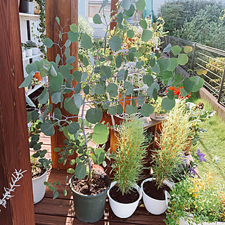 玄関 入り口 ユーカリ鉢植えのインテリア実例 Roomclip ルームクリップ