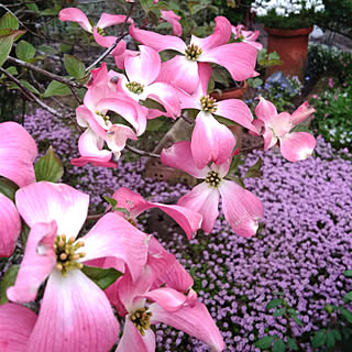 玄関/入り口/イイねありがとうございます♡/平成31年4月30日/庭/タイムロンギカリウス...などのインテリア実例 - 2019-04-30 19:28:07