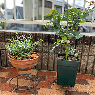 バラの家 バラ苗専門店 のおすすめ家具 インテリアの商品一覧 全299件 Roomclipショッピング