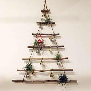 壁/天井/壁/エアプランツ/チランジア/100均...などのインテリア実例 - 2016-11-06 21:49:12