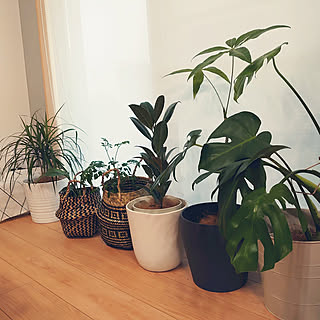 観葉植物 グリーンで目隠し計画のおしゃれなアレンジ 飾り方のインテリア実例 Roomclip ルームクリップ