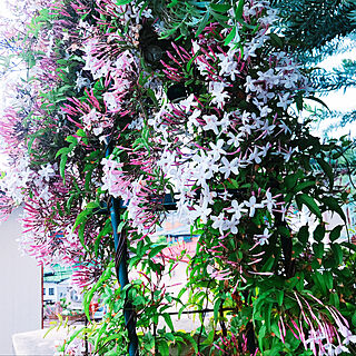 玄関 入り口 ハゴロモジャスミンのインテリア実例 Roomclip ルームクリップ