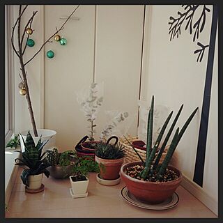 植物/避難のインテリア実例 - 2014-02-21 12:06:05