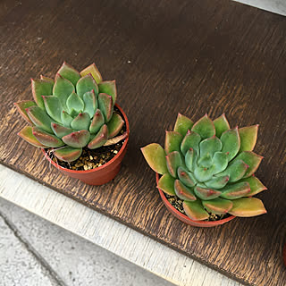 多肉植物 エメラルドリップのインテリア実例 Roomclip ルームクリップ 多肉植物 エメラルドリップのインテリア実例 Roomclip ルームクリップ