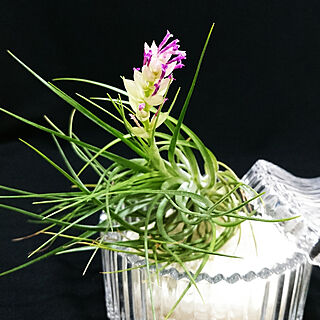 チランジア エアプランツの花のインテリア実例 Roomclip ルームクリップ