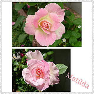 バス/トイレ/庭/記録用です(*^^*)/薔薇が大好き╰(✿´⌣`✿)╯♡/薔薇のある暮らし...などのインテリア実例 - 2019-06-12 17:12:32