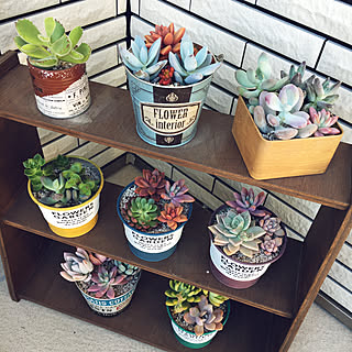 多肉植物 千代田の松のインテリア実例 Roomclip ルームクリップ