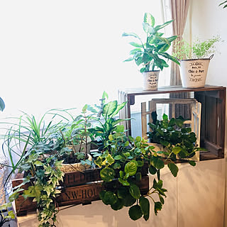 2019/08/26/観葉植物のある部屋/いつもいいね!ありがとうございます♪/いつも見てくださってありがとう/今日も暑いですね...などのインテリア実例 - 2019-08-26 21:11:09