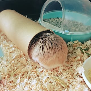 トイレットペーパーの芯でのインテリア実例 Roomclip ルームクリップ