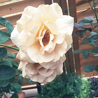 バタースコッチのインテリア実例 Roomclip ルームクリップ