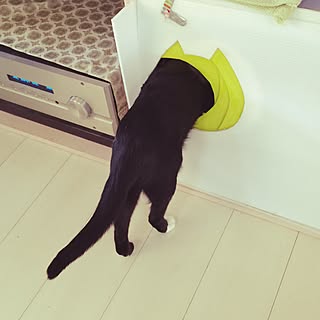 Diy 自作猫トイレのインテリア 手作りの実例 Roomclip ルームクリップ