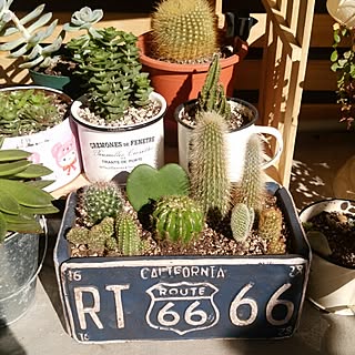 キャンドゥ 植木鉢のインテリア実例 Roomclip ルームクリップ キャンドゥ 植木鉢のインテリア実例 Roomclip ルームクリップ