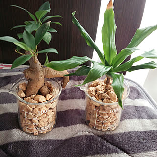 玄関/入り口/庭つくり中/いぬと暮らす/いぬのいる暮らし/観葉植物のある暮らし...などのインテリア実例 - 2018-03-16 10:44:36