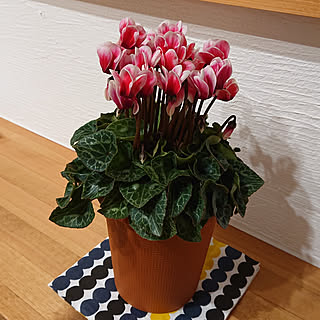 花のある暮らし 底面給水鉢のインテリア実例 Roomclip ルームクリップ